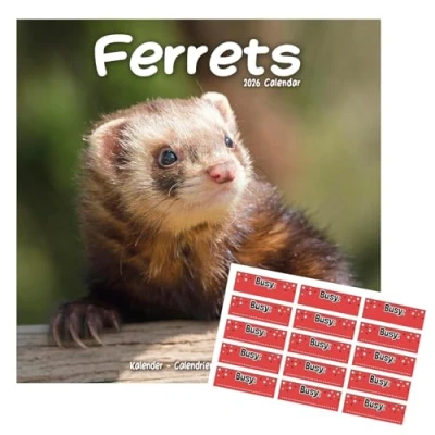 Image of Ferrets Calendar 2025 Square Wall 16 Month With Free Organisational Stickers