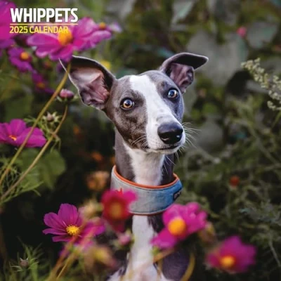 Image of Whippets 2025 Traditional Calendar