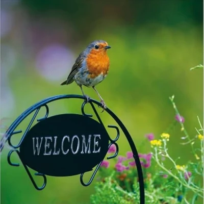 Image of Beautiful Robin Card RSPB Nature Photographic Blank Greeting Birthday