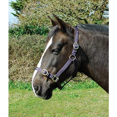Image of Rhinegold Nylon Headcollar Cob Plum
