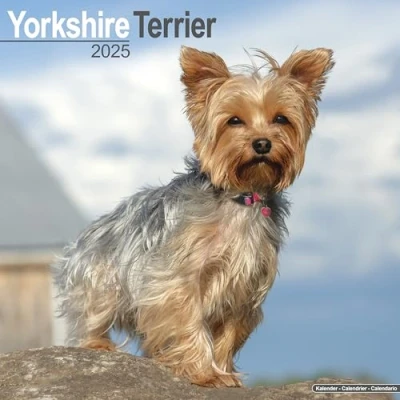 Image of Baker and Bray Yorkshire Terrier Calendar 2025, Large Square Wall Calendar, 16 Month, Gift Dog Calendar.