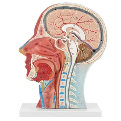 Image of Human Anatomy Model Half Head and Face Medical Study Musculature with Blood Vessels