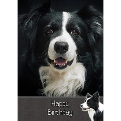 Image of Border Collie Dog Birthday Card