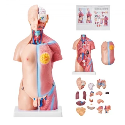 Image of VEVOR Human Body Model, 23 Parts 18 inch, Torso Anatomy Model Unisex Anatomical Skeleton with Removable Organs, Educational Teaching Tool for Students Science Learning Education Display