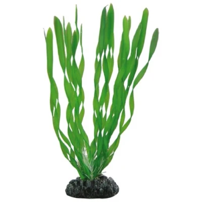 Image of Hobby Vallisneria 20 cm