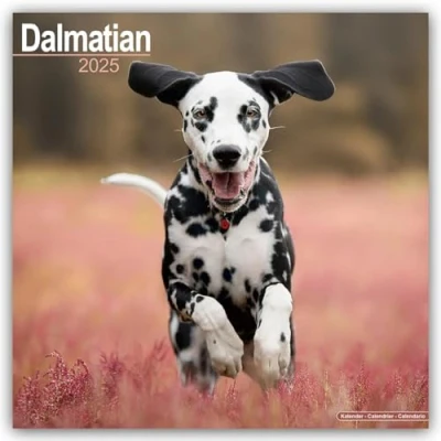 Image of Dalmatian 2025 Square Wall Calendar Dog Breed Calendar: Original Avonside Kalender [Mehrsprachig] [Kalender]