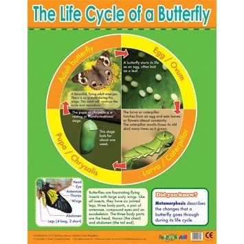 Image of Easy2Learn Butterfly Lifecycle Learning Chart School Poster