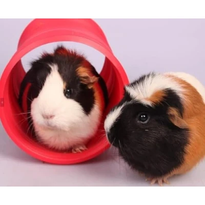Image of Pet One Red Tunnel Burrow for Small Rabbits, Guinea Pigs and Ferrets 15cm Diameter x 80cm
