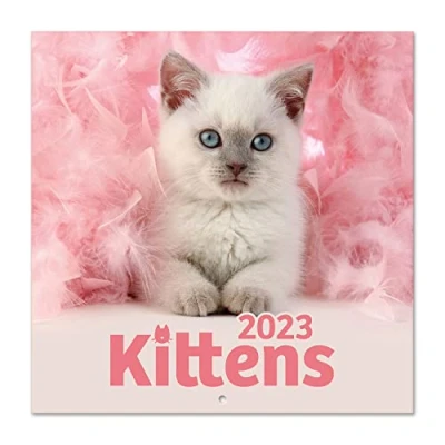 Image of Grupo Erik Cats Simon K. and Greg C. Wall Calendar 2023 FSC 12 Month Planner Square, Family Planner, Cat + 4 Bonus Months, 12&#039; x 12&#039;, 300 cl