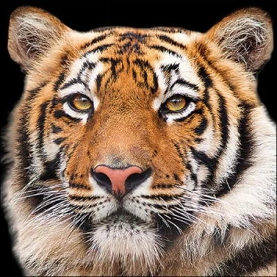 Image of 20 Napkins Wild Tiger Animals Asia Table Decoration Decoupage Napkin Technology 33 x cm