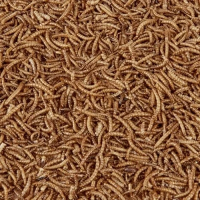 Image of Wild Bird Food (1kg, Dried Mealworms)