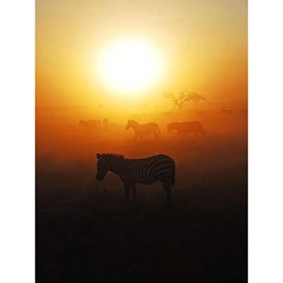 Image of Wee Blue Coo African Sunrise Zebra Kenya Savannah Art Print Poster Wall Decor 12X16 Inch