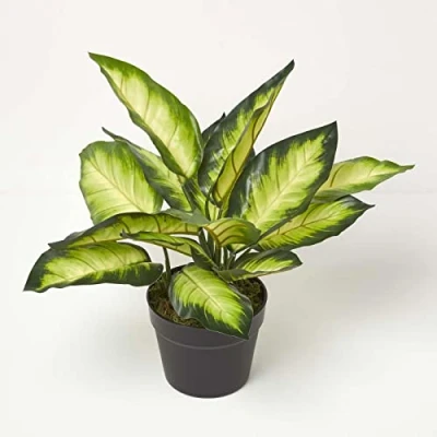 Image of HOMESCAPES 50 cm Tall Artificial Dumb Cane Plant in Pot Faux Dieffenbachia Tree Black with Real Touch Leaves for Indoor Decoration