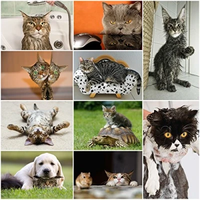 Image of Edition Colibri funny Cats: Set of 10 postcards with funny, evil and cats (10 different designs) for collectors postcrossing environmentally friendly, climate neutral print