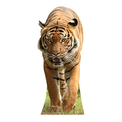 Image of Star Cutouts Cut Out of Tiger