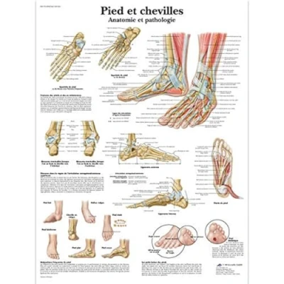 Image of 3B Scientific Anatomical Chart Foot and Ankle Anatomy Pathology VR2176L