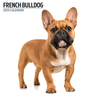 Image of French Bulldog 2025 Modern Calendar