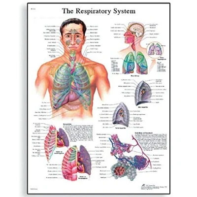 Image of 3B Scientific VR1322UU Human Anatomy The Respiratory System Chart, Paper Version, unlaminated, 50.00 x 67.00 cms