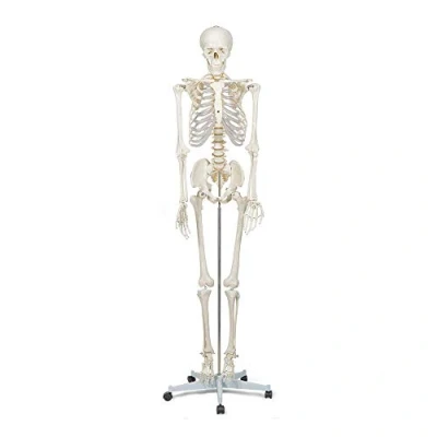 Image of Elementary Anatomy Buddy the Budget Skeleton Human Model Life Size 175 cm includes Two Posters and Stand