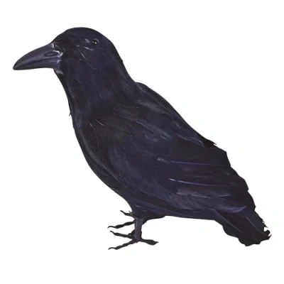 Image of Bristol Novelty BA702 Feather Raven, Unisex Adult, Black, One Size