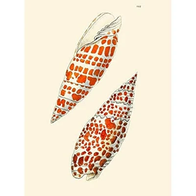 Image of Wee Blue Coo Seashell Orange Spotted Conical Unframed Art Print Poster Wall Decor 12X16 Inch