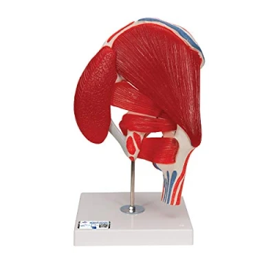 Image of 3B Scientific A881 Hip Joint with Removable Muscles, 7 Part + free Anatomy App Smart