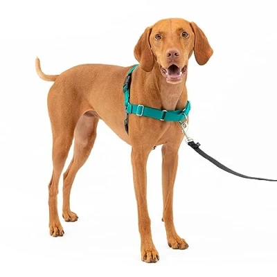 Image of PetSafe Easy Walk No Pull Dog Harness The Ultimate to Help Stop Pulling Take Control &amp; Teach Better Leash Manners Helps Prevent Pets on Walks, Medium, Teal/Gray