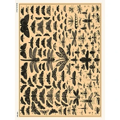 Image of onthewall Butterfly Chart Natural History Art Poster Print, White, 30 x 40 cm