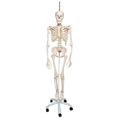 Image of 3B Scientific Human Anatomy Skeleton Model Phil Physiological, On Hanging Stand A15/3 + free App Smart