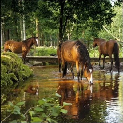 Image of National Trust Birthday / Blank Card Greeting (WDM0856) Dockens Water New Forest