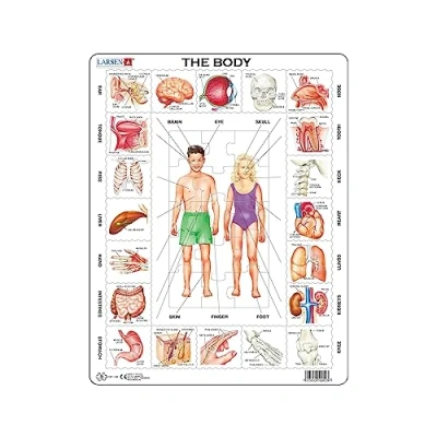 Image of Larsen OB1 Our Body, English Edition, 35 Piece Boxless Tray &amp; Frame Jigsaw Puzzle