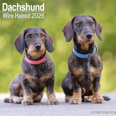 Image of Wire Haired Dachshund Calendar 2026