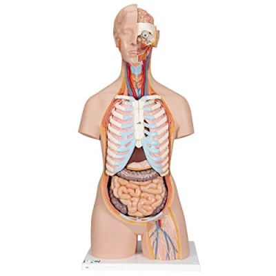 Image of 3B Scientific Classic Unisex Torso with Open Back 21 Part + free Anatomy App Smart