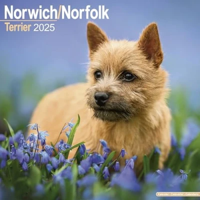 Image of Norwich &amp; Norfolk Terriers 2025 Square Wall Calendar by Red Robin Publishing