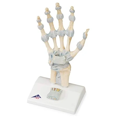 Image of 3B Scientific M33 Hand Skeleton Model With Ligaments And Carpal Tunnel + free Anatomy App Smart