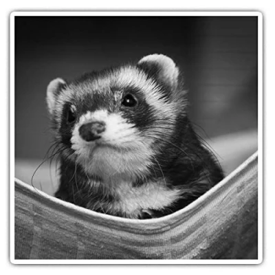 Image of 2 x 7.5cm Square Vinyl Stickers Ferret Hammock Pet Rodent Animal Decals 37246