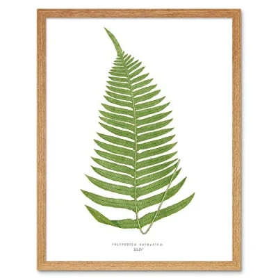 Image of Wee Blue Coo Fern Polypodium Catharinae Art Print Framed Poster Wall Decor 12X16 Inch