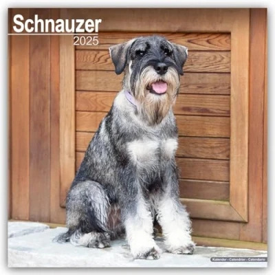 Image of Schnauzer (Euro) 2025 Square Wall Calendar Dog Breed Calendar: Original Avonside Kalender [Mehrsprachig] [Kalender]