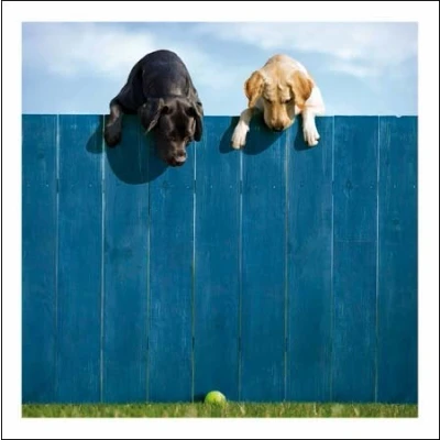 Image of Woodmansterne Loose Leashes Blank/Birthday Card That&#039;s My Ball