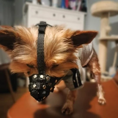 Image of Nylon Dog Muzzle for Yorkshire Terrier, Mini Pincher, chihuahua and other similar snouts