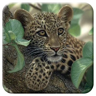 Image of 3D LiveLife Cork Coaster Tree Hugger from Deluxebase. Lenticular Leopard Cub Coaster. Non slip drinks mat with original artwork licensed renowned artist, Collin Bogle