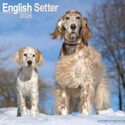 Image of English Setter Calendar 2026
