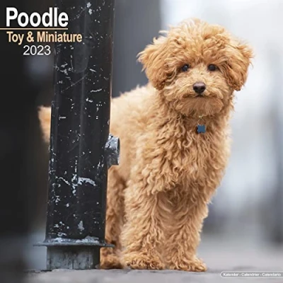Image of Poodle (Toy &amp; Miniature) Calendar 2023 Square Dog Breed Wall 16 Month