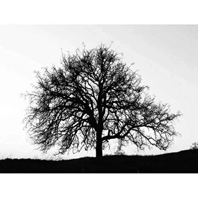 Image of Wee Blue Coo Photography Tree Silhouette Black White Stark Art Print Poster Wall Decor 12X16 Inch