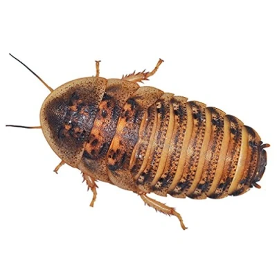 Image of Feeder Cockroaches (Large Approx 10)