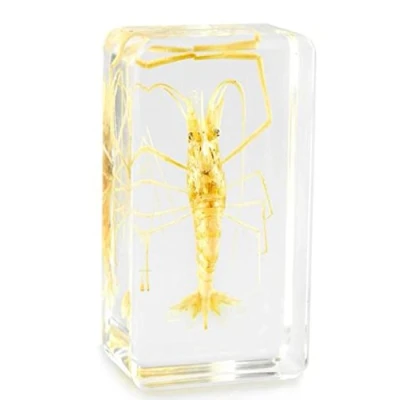 Image of Real Freshwater River Prawn Shrimp Insect Crustacean Paperweight Specimen Medium Block