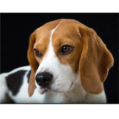 Image of Diamond Painting Full Drill Kits Puppy Beagles 25x30cm 10x12in DIY 5D Art Pictures Embroidery Rhinestone Crystal Cross Stitch Mosaic Pasted Canvas for Home Wall Decoration