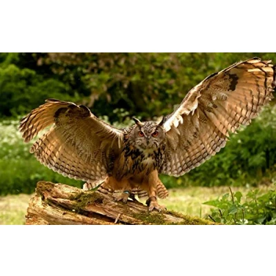 Image of IGHSNZUH Flying Owl Jigsaw Puzzles for Adults 1000 Piece DIY Puzzle Kids Wooden Toys