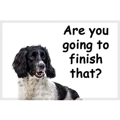 Image of Springer Spaniel Funny Fridge Magnet. Ideal Christmas or Birthday gift