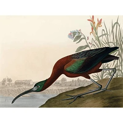 Image of Artery8 Audubon Birds Glossy Ibis Painting Premium Wall Art Canvas Print 18X24 Inch